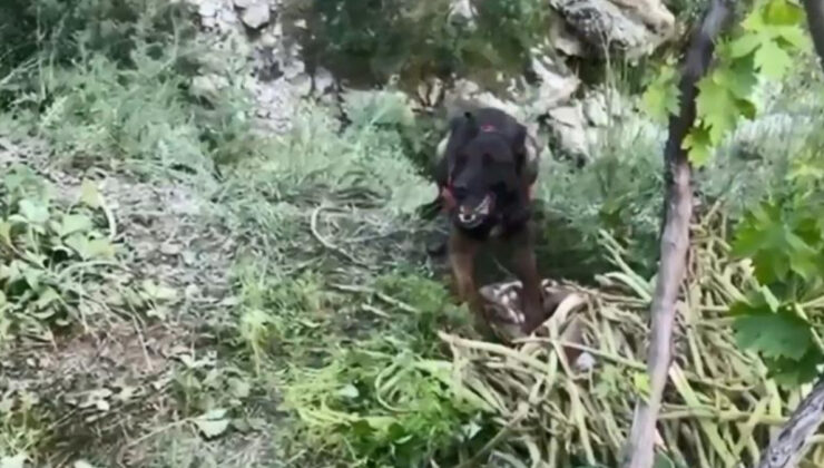 Bitlis’te dere kenarına gizlenmiş esrarı köpek buldu
