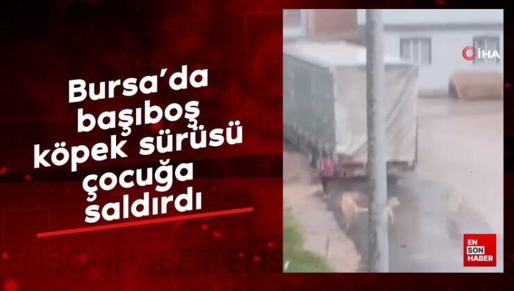 Bursa’da başıboş köpek sürüsü çocuğa saldırdı