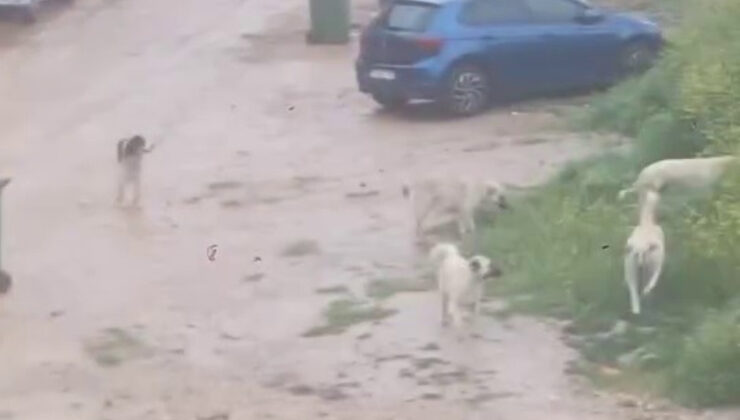 Bursa’da başıboş köpekler çocuğu kovaladı
