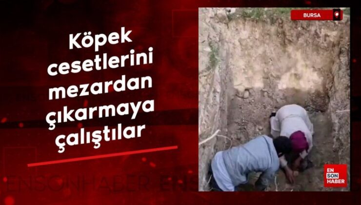 Bursa’da köpek cesetlerini mezardan çıkarmaya çalıştılar