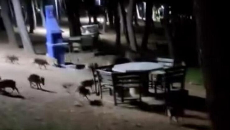 Bursa’da piknik yapanların domuz sürüsü paniği