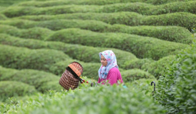 ÇAYKUR’da 2025 yaş çay kampanyası açıldı