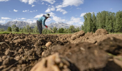 Çiftçilere 3,3 milyar lira dayanak bugün hesaplara aktarılıyor