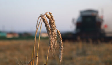 Çiftçilere 5,1 milyar lira dayanak ödemesi bugün yapılıyor