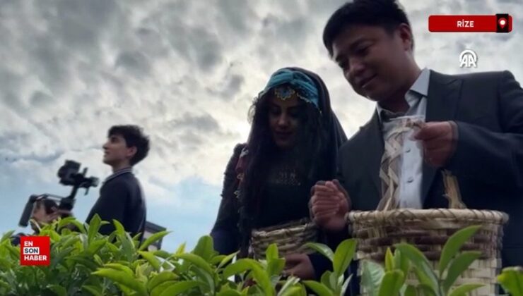 Çinli akademisyenler, Memleketler arası Çay Günü’nde Rize’de çay topladı