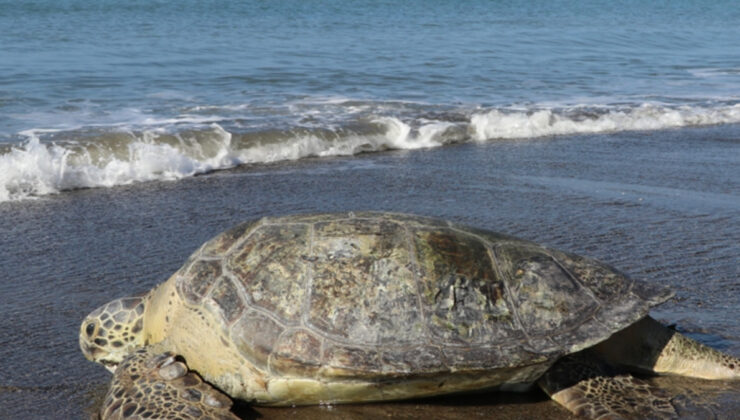Deniz düzeyinin yükselmesiyle yeşil deniz kaplumbağalarının yuvaları tehdit altında