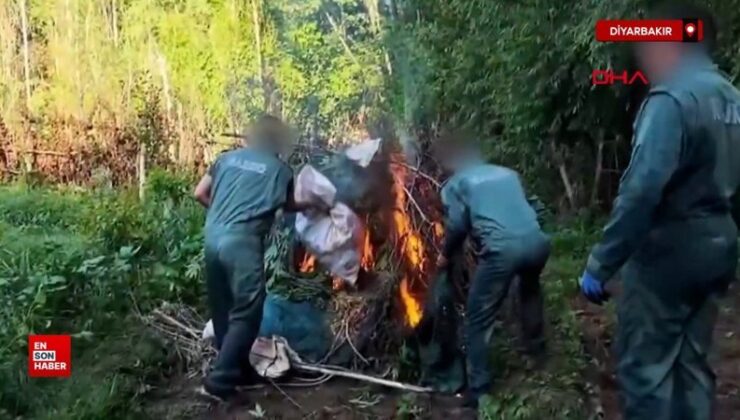 Diyarbakır’da 5,3 ton esrar üretilebilecek 30 bin kök kenevir ele geçirildi