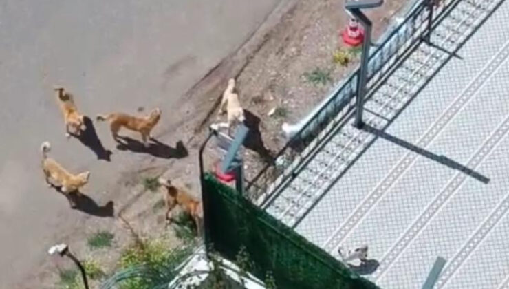 Diyarbakır’da kız çocuğunu köpeğin saldırısından güvenlik vazifelisi kurtardı