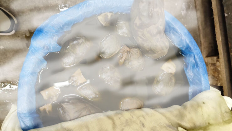 Edirne’de kaçak yollarla yurda sokulmak istenen 8 bin adet sülük ele geçirildi