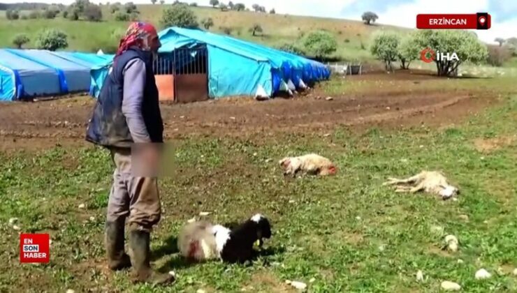 Erzincan’da ağıla giren kurtlar 15 kuzuyu telef etti, 15’ini yaraladı