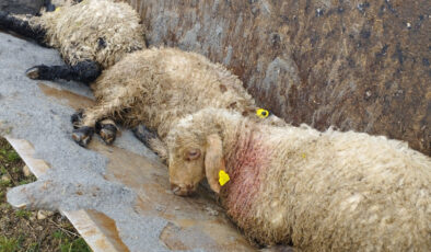 Erzincan’da ağıla giren kurtlar 15 kuzuyu telef etti