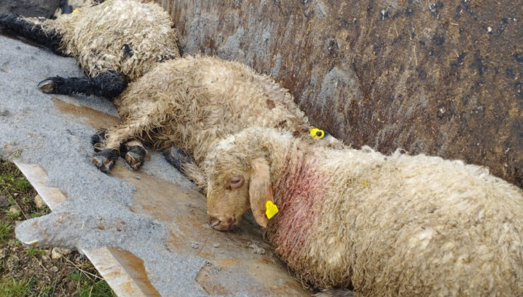 Erzincan’da ağıla giren kurtlar 15 kuzuyu telef etti