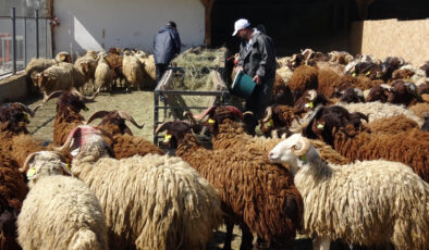 Erzurum’da araştırma merkezinde yetiştirilen koyunlar, kurbanlık pazarında