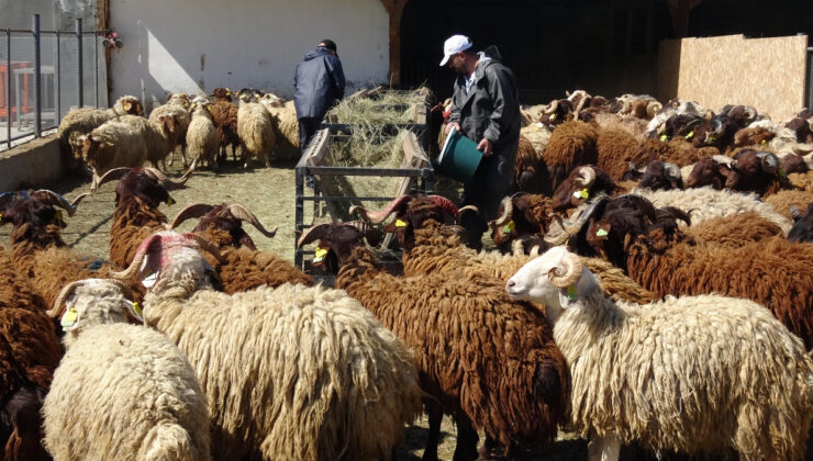 Erzurum’da araştırma merkezinde yetiştirilen koyunlar, kurbanlık pazarında