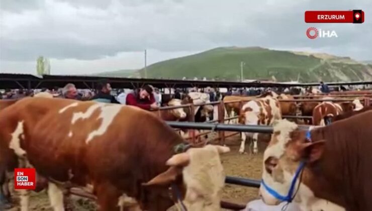 Erzurum’da kurbanlıklar görücüye çıktı