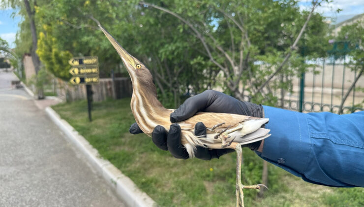 Erzurum’da kuşağı tehlike altındaki Bayağı Balaban, yaralı bulundu