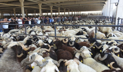 Gaziantep’te kurban pazarı hareketlendi