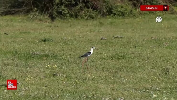 Göçmen kuşların Karadeniz’deki limanı: Kızılırmak Deltası