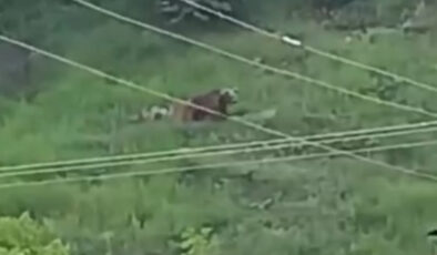 Gümüşhane’de kente inen ayılar paniğe yol açtı