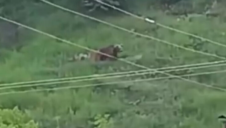 Gümüşhane’de kente inen ayılar paniğe yol açtı