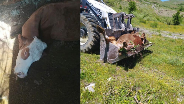 Hakkari’de süt ineği telef olan annenin feryadı