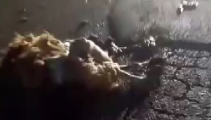 Hatay’da arabanın çarptığı 10 küçükbaş hayvan telef oldu