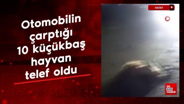 Hatay’da arabanın çarptığı 10 küçükbaş hayvan telef oldu