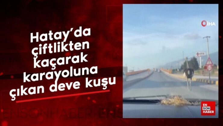 Hatay’da çiftlikten kaçarak karayoluna çıkan deve kuşu