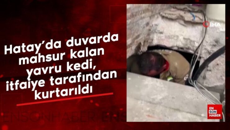 Hatay’da duvarda mahsur kalan yavru kedi, itfaiye tarafından kurtarıldı