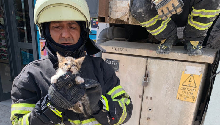 Hatay’da kedi kurtarma operasyonu