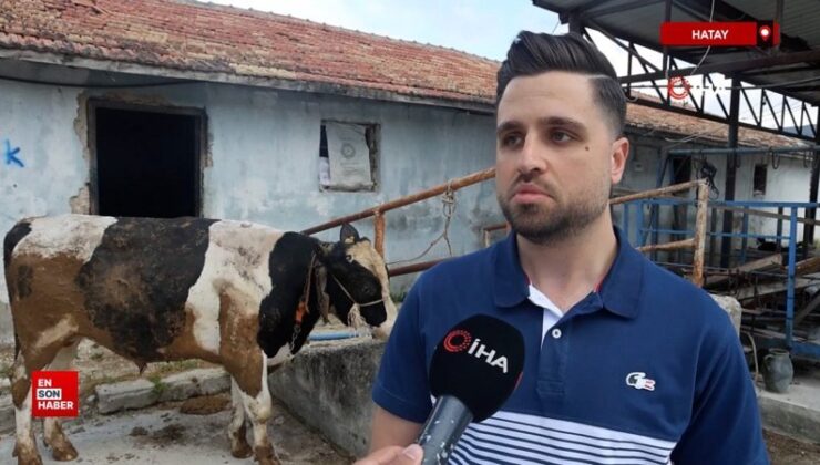 Hatay’da kurbanlık danaları almak isterken 200 bin TL dolandırıldı