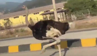 Hatay’da trafikte görüntülenen deve kuşu şaşkınlık yarattı
