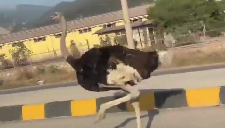 Hatay’da trafikte görüntülenen deve kuşu şaşkınlık yarattı