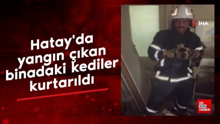 Hatay’da yangın çıkan binadaki kediler kurtarıldı