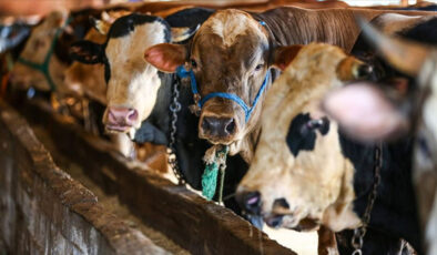 İbrahim Yumaklı: Kurbanlık hayvan varlığımız kâfi seviyede