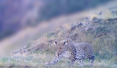 İbrahim Yumaklı paylaştı! Anadolu Parsı bizi yine selamladı