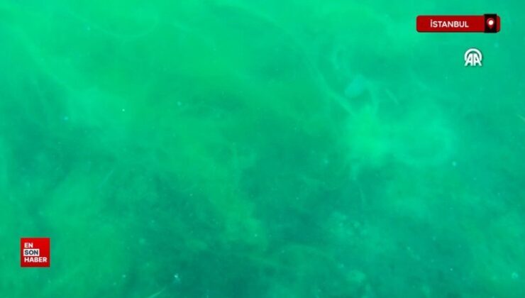 İstanbul Boğazı’ndaki deniz çayırlarının üzerinde müsilaj görüldü