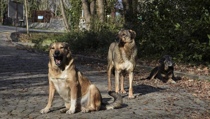 İstanbul, İzmir ve Eskişehir’de başıboş köpekler için aksiyon kararı