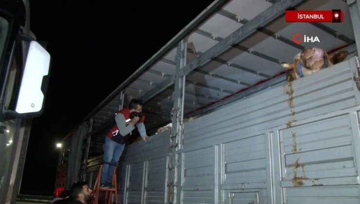 İstanbul’a kurbanlık hayvan girişleri başladı