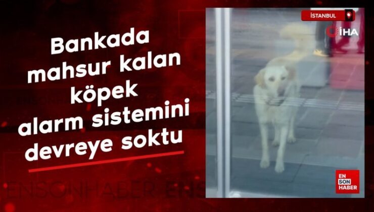 İstanbul’da bankada mahsur kalan köpek alarm sistemini devreye soktu
