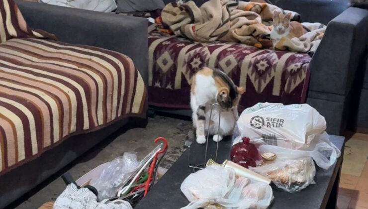 İstanbul’da ‘çöp ev’ ihbarı: Makus kokunun nedeni kediler çıktı