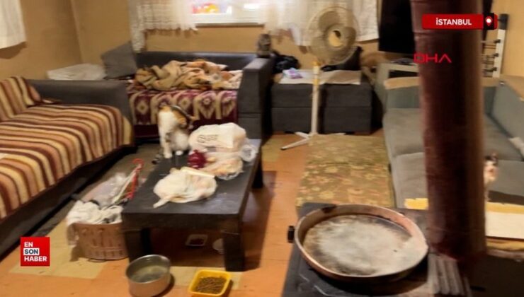 İstanbul’da ‘Çöp ev’ ihbarı: Makus kokunun nedeni kediler çıktı