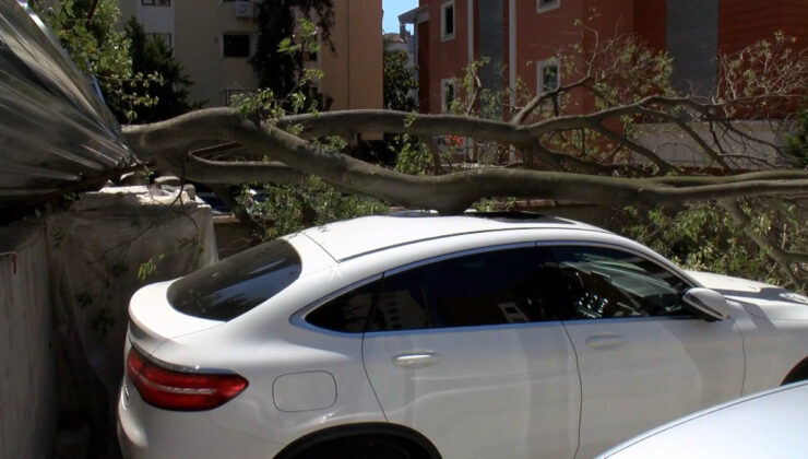 İstanbul’da inşaat alanındaki ağaç arabanın üstüne devrildi