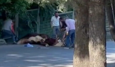 İstanbul’da kaçan kurbanlığı etraftakiler zahmetle yakaladı