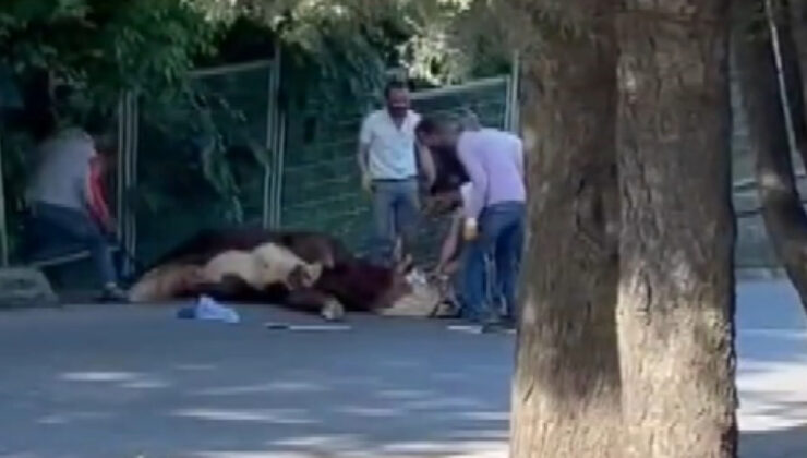 İstanbul’da kaçan kurbanlığı etraftakiler zahmetle yakaladı