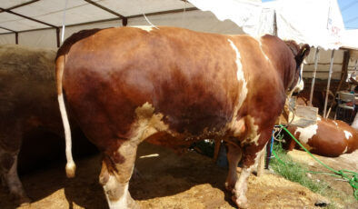 İstanbul’da Kurban Pazarı’nda ‘Şampiyon’ ve ‘İmparator’ karşı karşıya