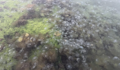 Karadeniz’de denizanası sayısında artış gözlendi