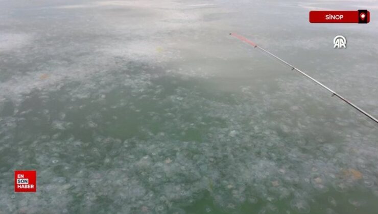 Karadeniz’de denizanası varlığı artıyor