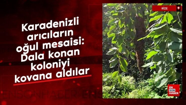 Karadenizli arıcıların oğul mesaisi: Kısma konan koloniyi kovana aldılar