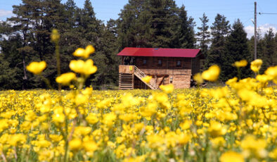 Kastamonu yaylaları bahar hoşluğuna büründü